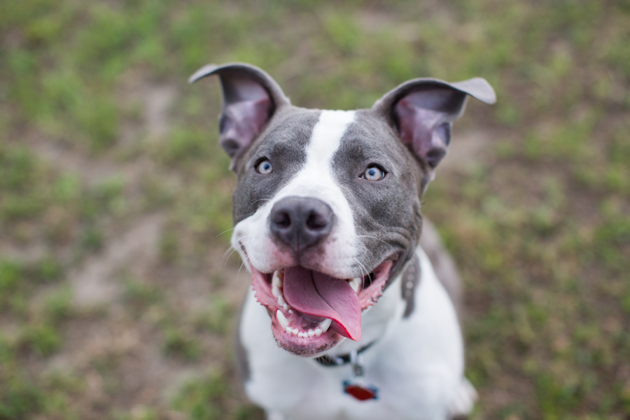 Love Lessons from My Dog
Canvas Weddings
Hudson Valley Wedding Planner
What My Tog Taught Me About Love